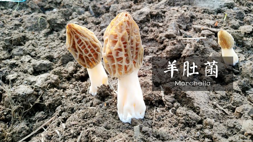 史斌 以食品技术为支点，撬动食品经营新生态